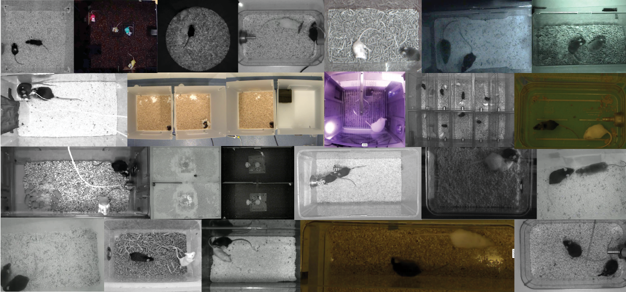 A mosaic of video frames from the 15 contributing labs, showing mice in many different arenas, lighting conditions and camera setups.